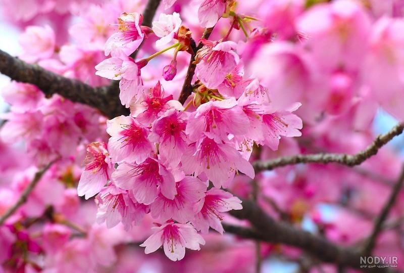 عکس شکوفه های بهاری با کیفیت بالا عکس شکوفه های بهاری با کیفیت بالا