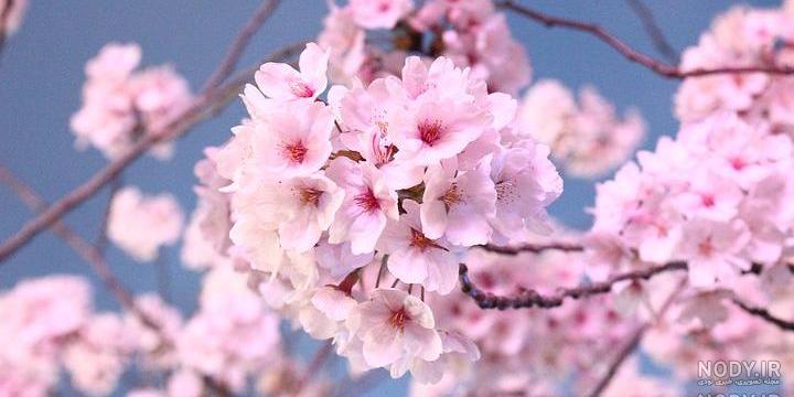 عکس شکوفه های بهاری در ایران عکس شکوفه های بهاری در ایران
