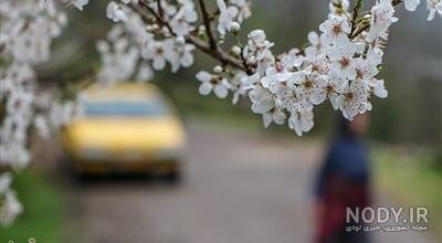 عکس شکوفه های بهاری نقاشی عکس شکوفه های بهاری نقاشی