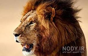 عکس شیر سفید برای پروفایل عکس شیر سفید برای پروفایل