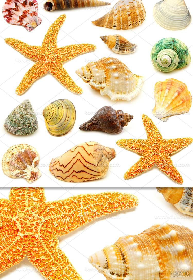 عکس صدف و ستاره دریایی