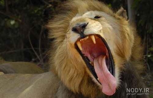 عکس غرش شیر برای پروفایل عکس غرش شیر برای پروفایل