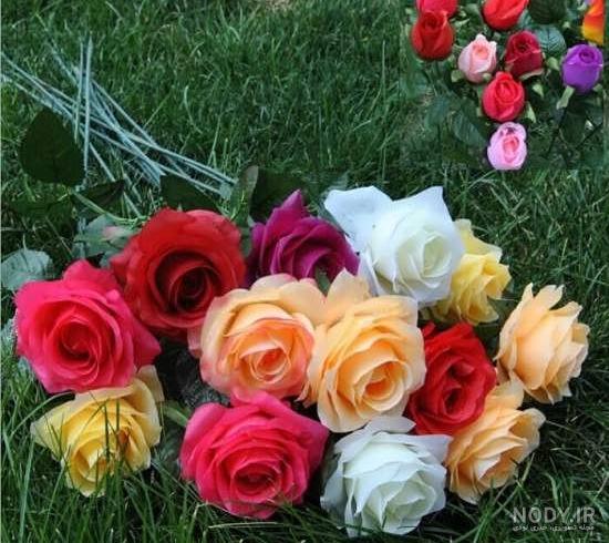 عکس واقعی از گل رز عکس واقعی از گل رز