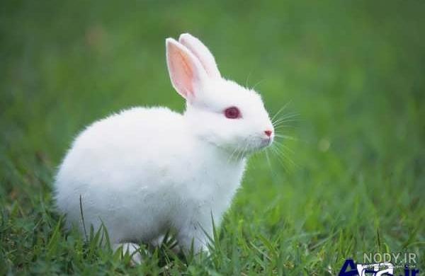 عکس پروفایل خرگوش