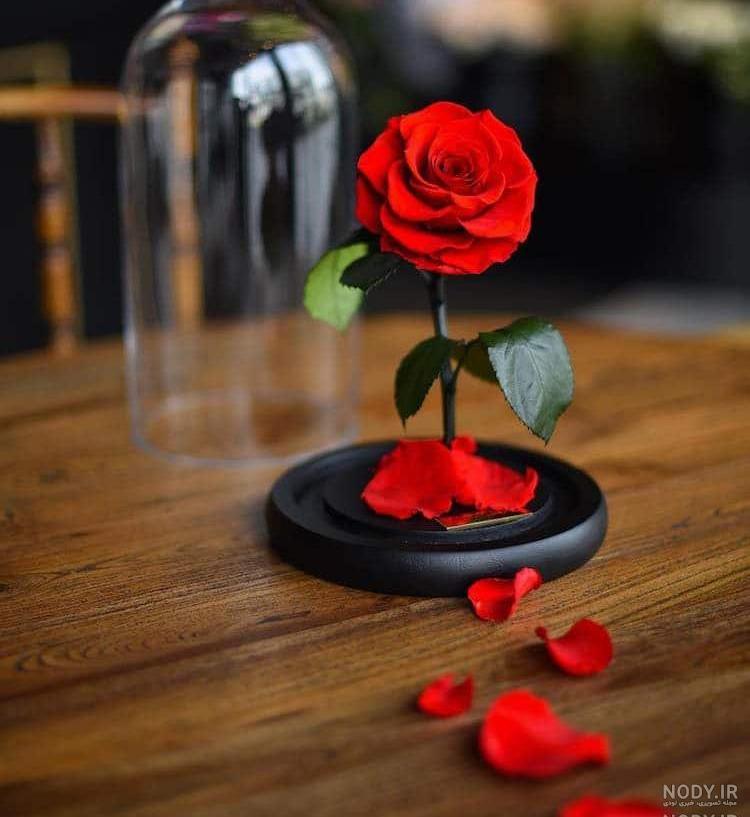 عکس گل نوشته دار عکس گل نوشته دار