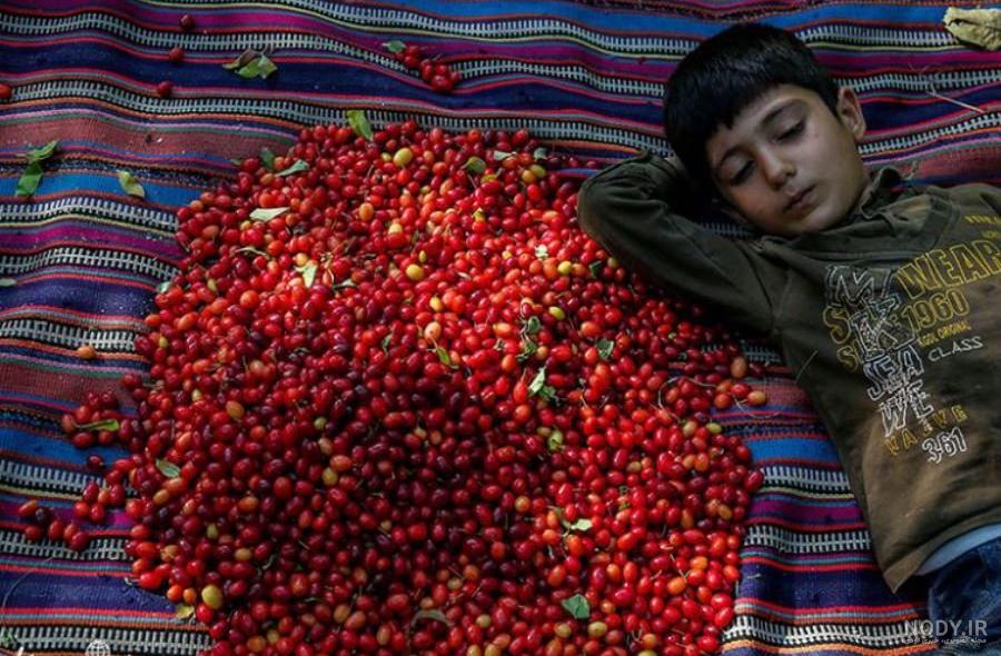 عکسهای درخت زغال اخته عکسهای درخت زغال اخته