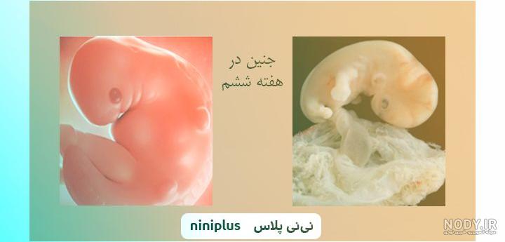 فیلم جنین در شش ماهگی فیلم جنین در شش ماهگی