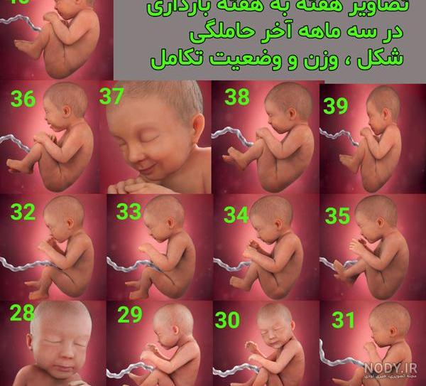 فیلم جنین شش ماهه پسر فیلم جنین شش ماهه پسر