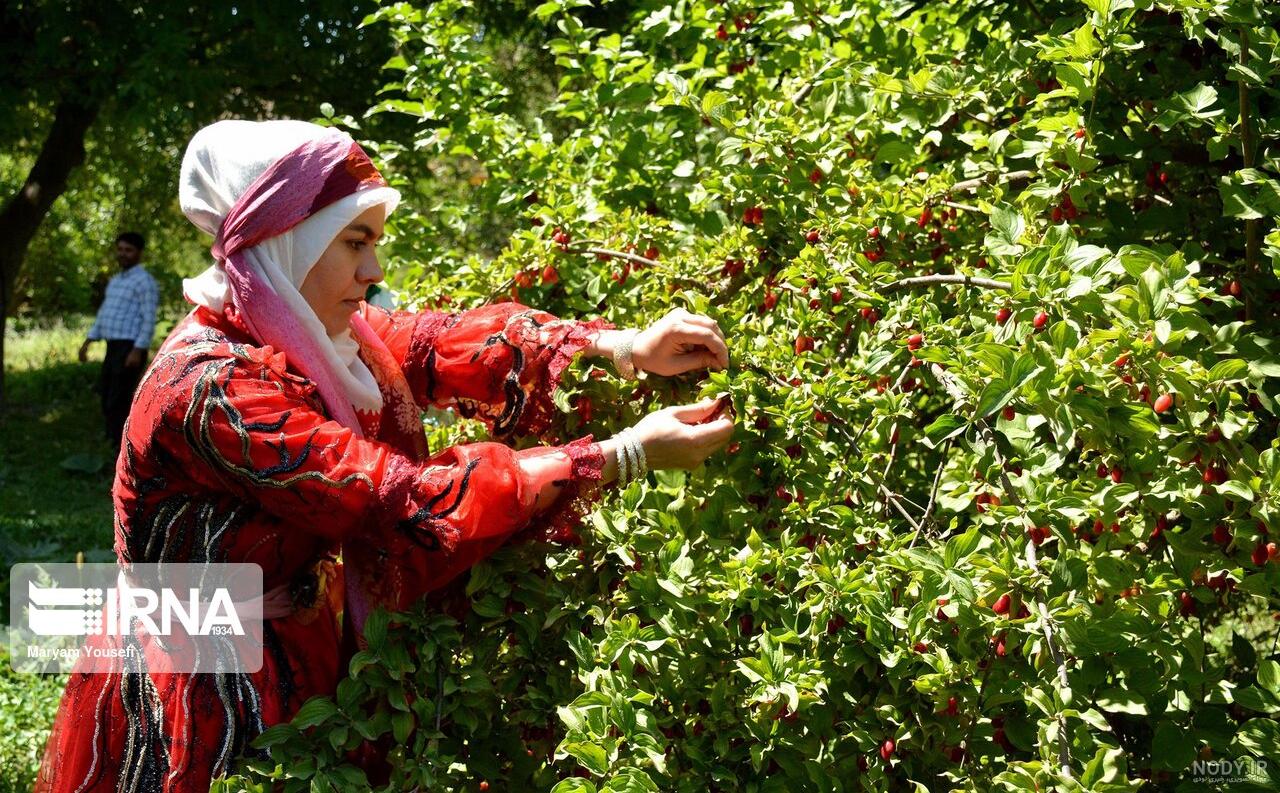 قیمت درخت زغال اخته قیمت درخت زغال اخته