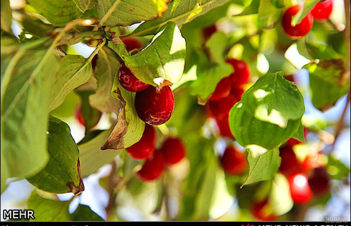 معدن زغال اخته معدن زغال اخته