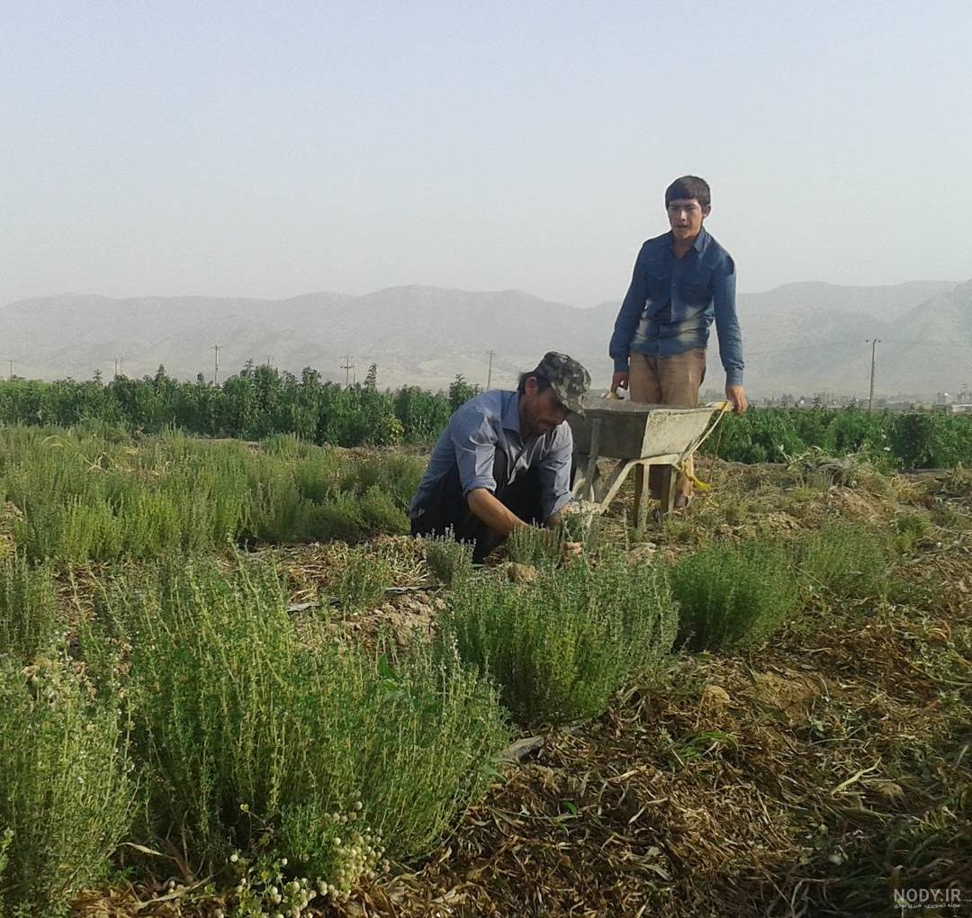 نحوه مصرف آویشن