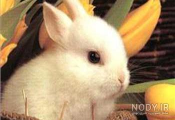 گونه های خرگوش
