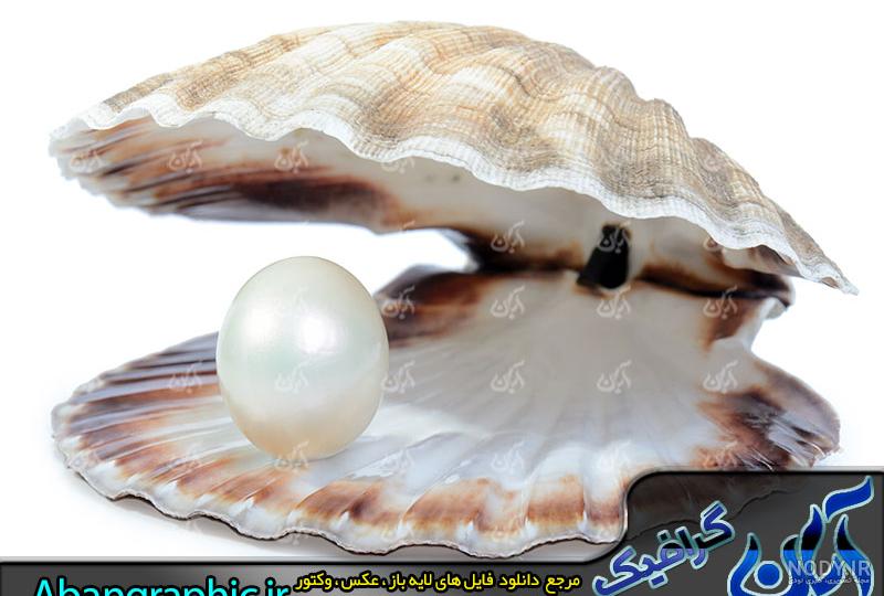 صدف های زیبا