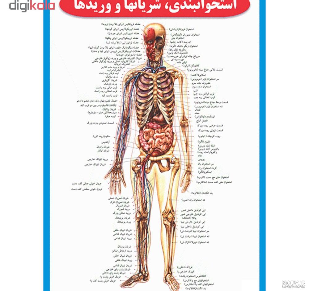 تصاویر آناتومی بدن کلیه