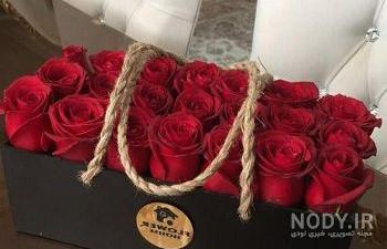دانلود عکس گل رز قرمز