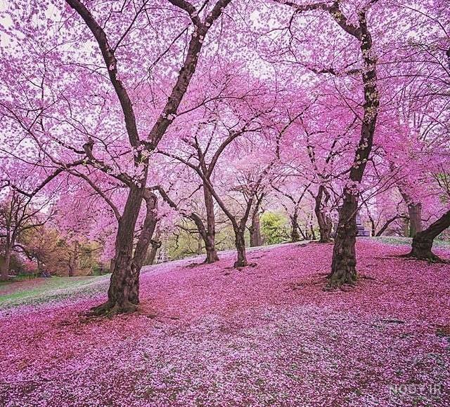 زیباترین عکسهای طبیعت برای پروفایل زیباترین عکسهای طبیعت برای پروفایل