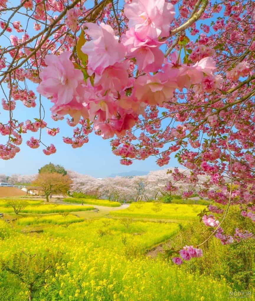 عکس طبیعت ساده عکس طبیعت ساده