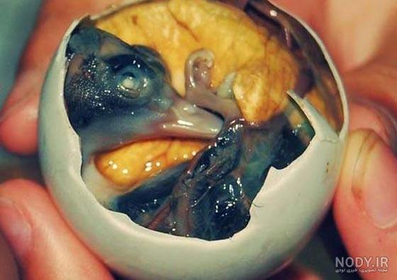 عکس غذا های حال بهم زن