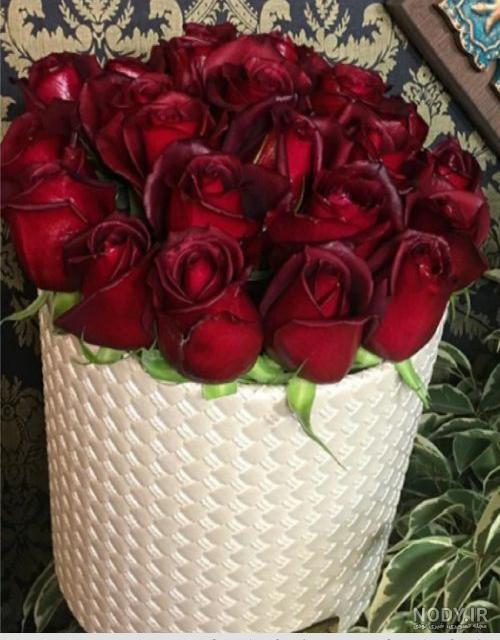 عکس گل رز کادو
