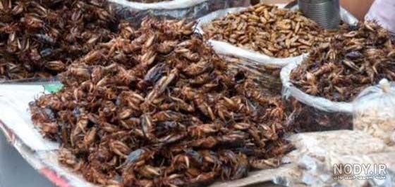غذاهای چندش آور زنده