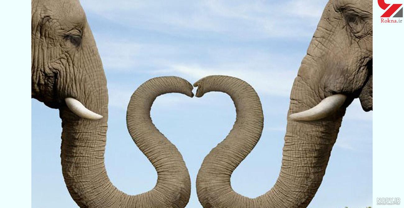 کشور ریاض محرز