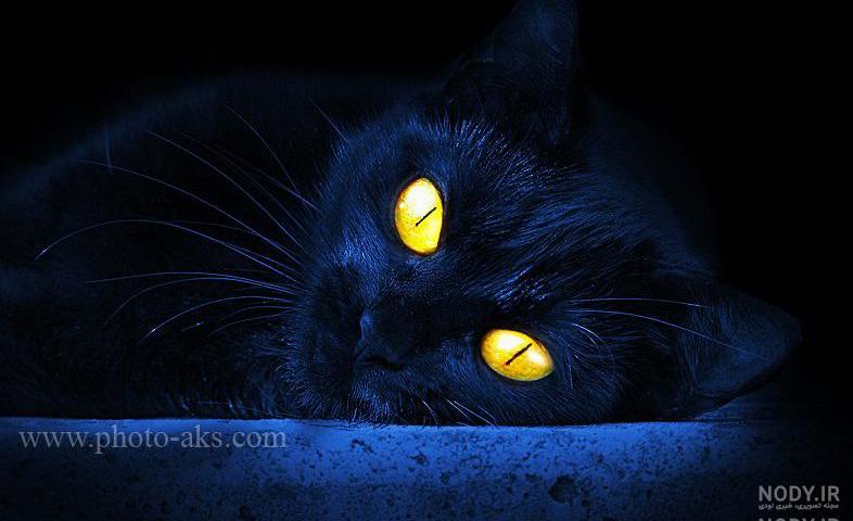 عکس دختر کفشدوزکی و گربه ی سیاه عاشقانه جدید