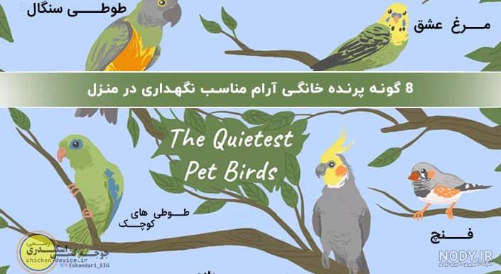باهوش ترین طوطی ایران باهوش ترین طوطی ایران