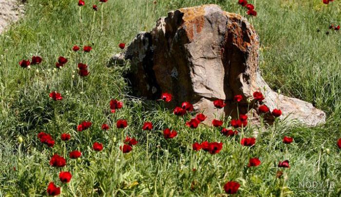 بیوگرافی متین امینی