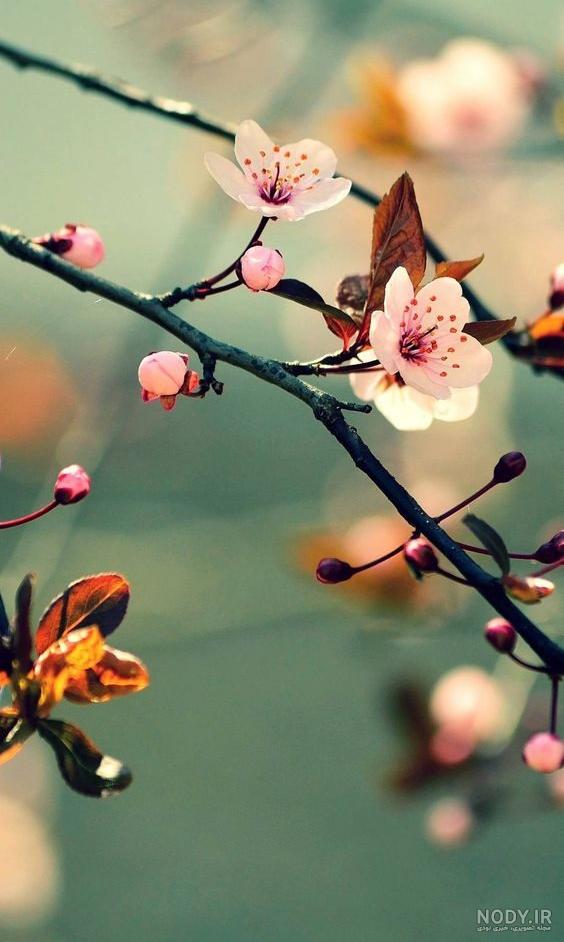 تصویر زمینه بهاری زیبا