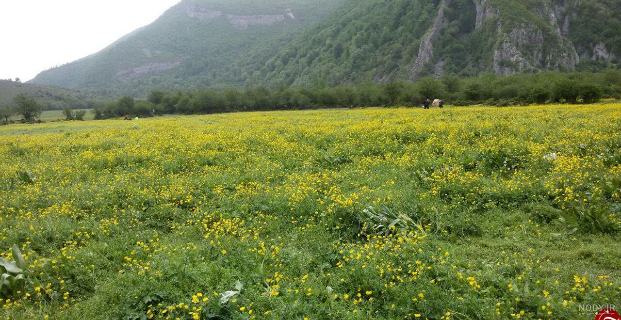 تصویر زمینه گل برای گوشی