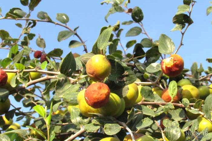 جاهای دیدنی فین هرمزگان