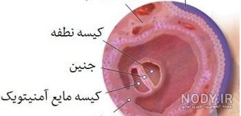 جنین در ماه اول بارداری