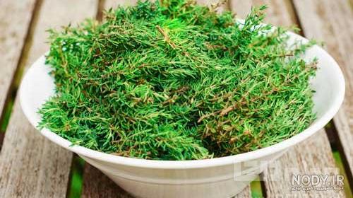 خواص عسل آویشن در طب سنتی خواص عسل آویشن در طب سنتی