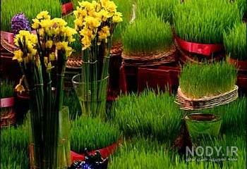 دانلود عکس سبزه عید دانلود عکس سبزه عید