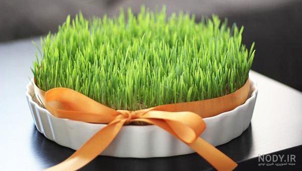 سبزه عید با گندم سبزه عید با گندم