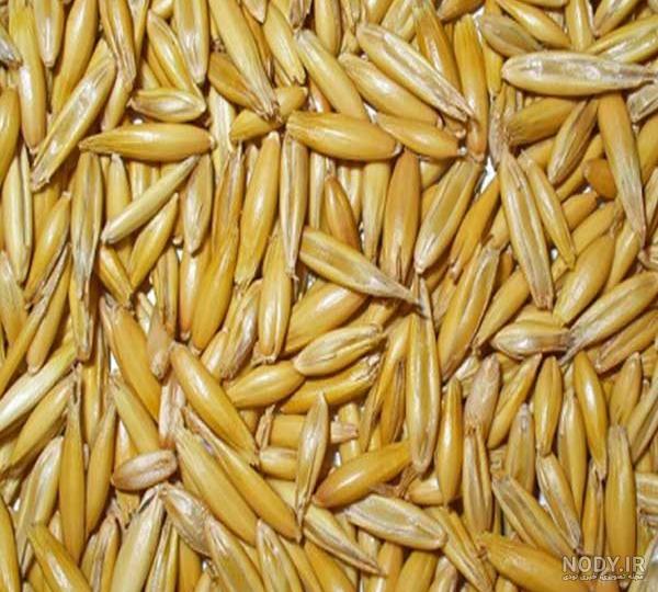 صبحانه با جو پرک صبحانه با جو پرک