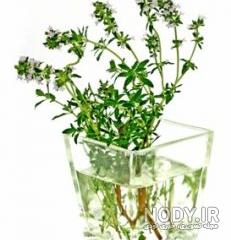 طرز تهیه عرق یونجه در خانه طرز تهیه عرق یونجه در خانه