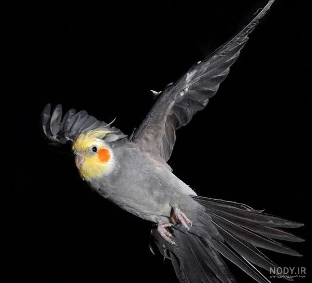طوطی سخنگو طوطی سخنگو