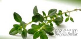 عرق آویشن و فشار خون عرق آویشن و فشار خون