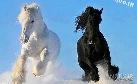 عکس اسب سیاه زیبا عکس اسب سیاه زیبا