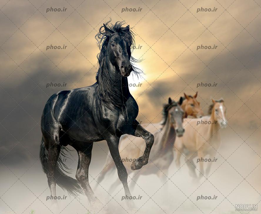 عکس اسب سیاه سفید عکس اسب سیاه سفید