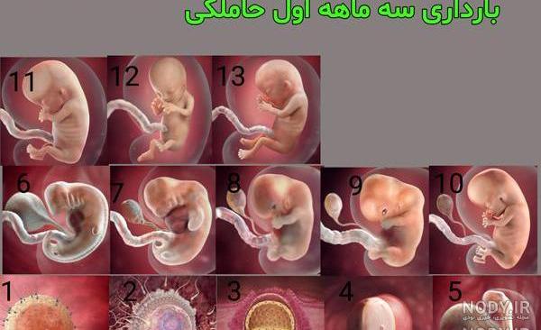 عکس بارداری هفته اول