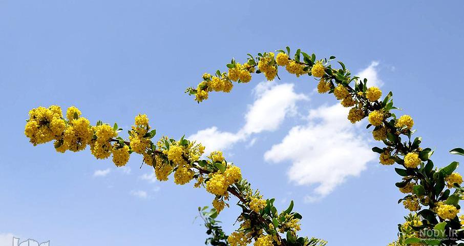 عکس درخت بهاری برای پروفایل