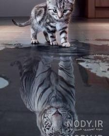 عکس سگ هاسکی برای تصویر زمینه عکس سگ هاسکی برای تصویر زمینه