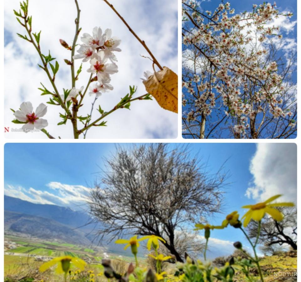 عکس شکوفه بهاری برای پروفایل