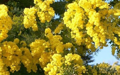 عکس شکوفه های بهاری برای تصویر زمینه