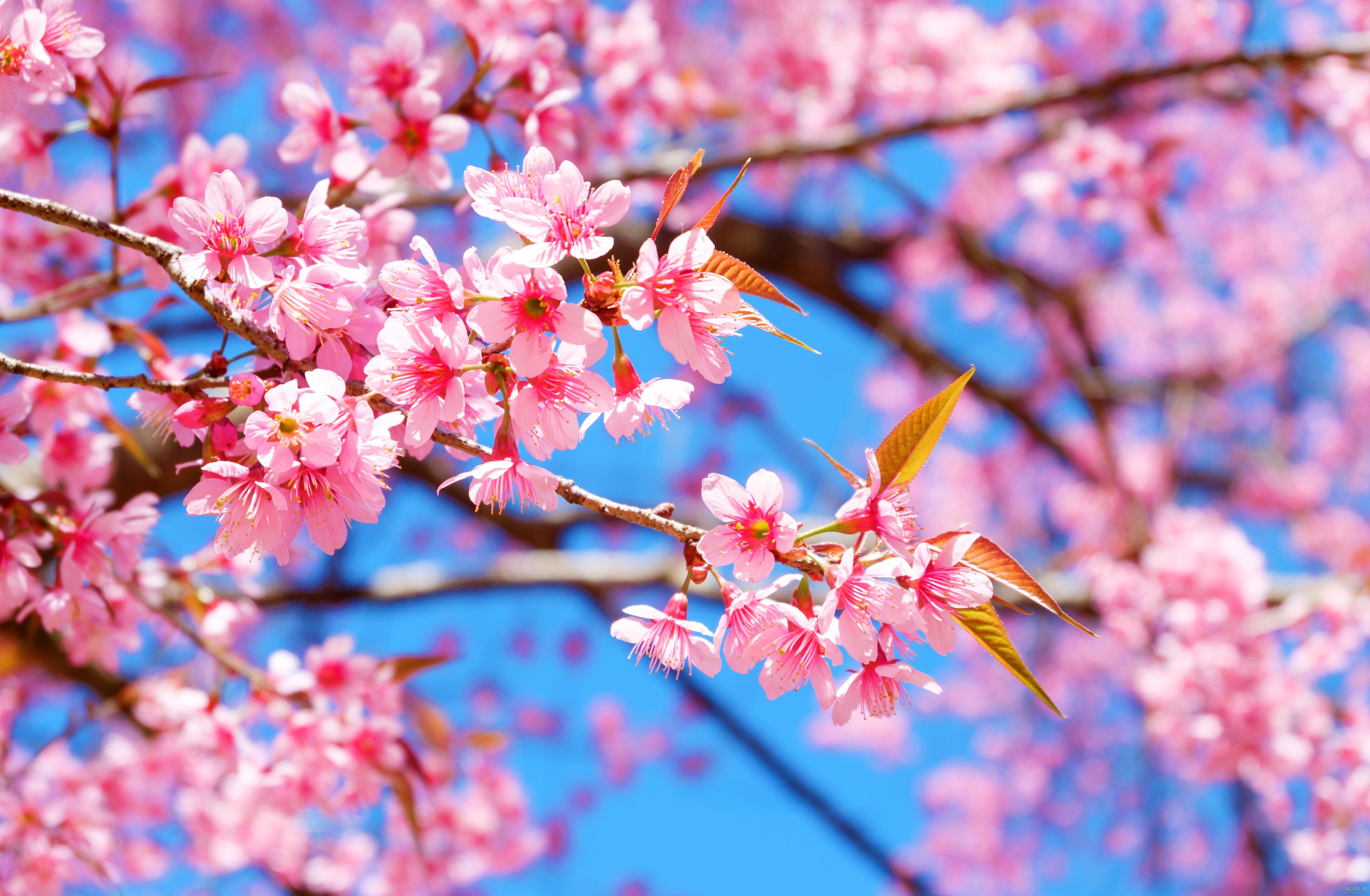 عکس شکوفه های بهاری در ایران