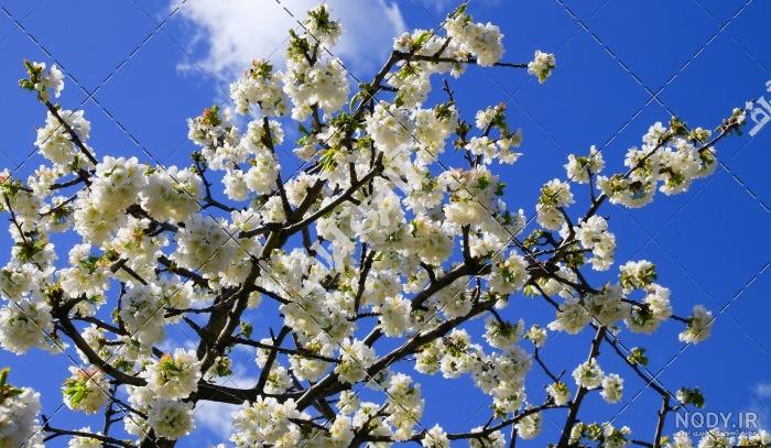 عکس شکوفه های بهاری طبیعی