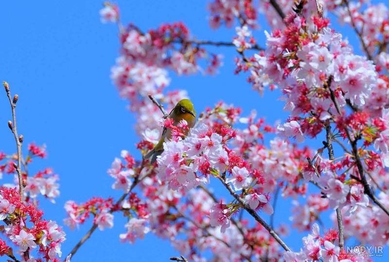 عکس شکوفه های عید عکس شکوفه های عید