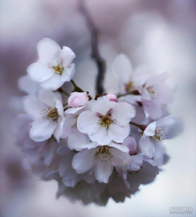 عکس شکوفه گل نرگس
